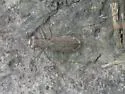 Ant-like Tiger Beetle - photo 3