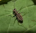 Ant-like Tiger Beetle - photo 4