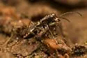 Ant-like Tiger Beetle - photo 5