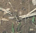 Grass-runner Tiger Beetle