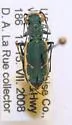 Grass-runner Tiger Beetle - photo 2