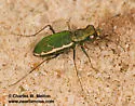 Grass-runner Tiger Beetle - photo 3