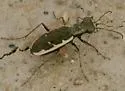 Grass-runner Tiger Beetle - photo 4