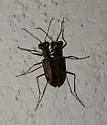 White-striped Tiger Beetle