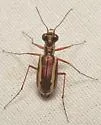 White-striped Tiger Beetle - photo 2