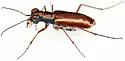 White-striped Tiger Beetle - photo 3