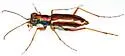 White-striped Tiger Beetle - photo 4