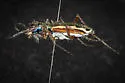 White-striped Tiger Beetle - photo 5