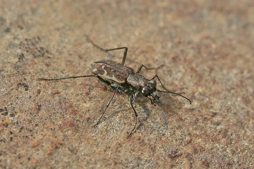 Meadow Tiger Beetle