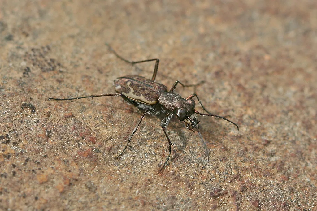 Meadow Tiger Beetle - photo 2