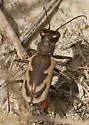 Variable Tiger Beetle