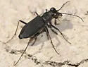Variable Tiger Beetle - photo 2