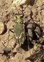 Variable Tiger Beetle - photo 3