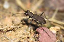 Variable Tiger Beetle - photo 4