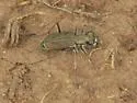 Variable Tiger Beetle - photo 5