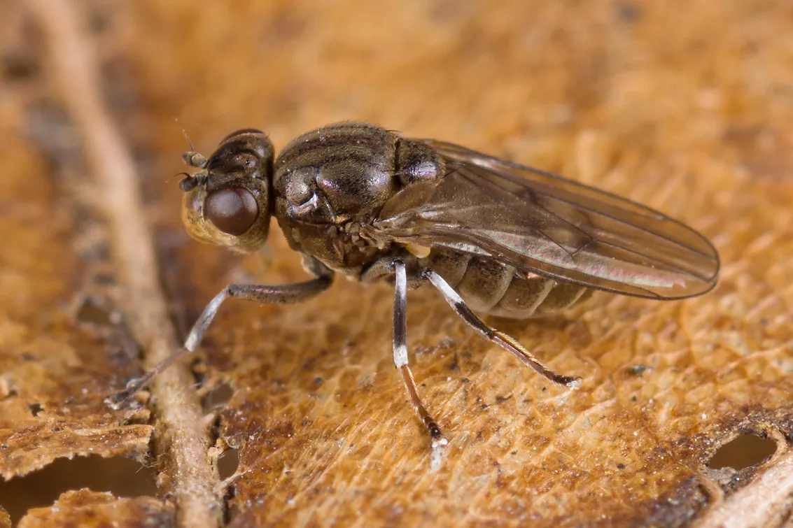 Parydra aquila - photo 3
