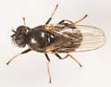 Parydra quadrituberculata - photo 2