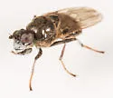 Parydra quadrituberculata - photo 3