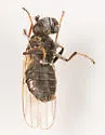Parydra quadrituberculata - photo 4