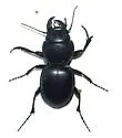 Pasimachus californicus