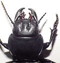 Pasimachus californicus - photo 2