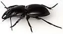 Pasimachus californicus - photo 3