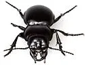 Pasimachus californicus - photo 4