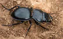Pasimachus californicus - photo 5