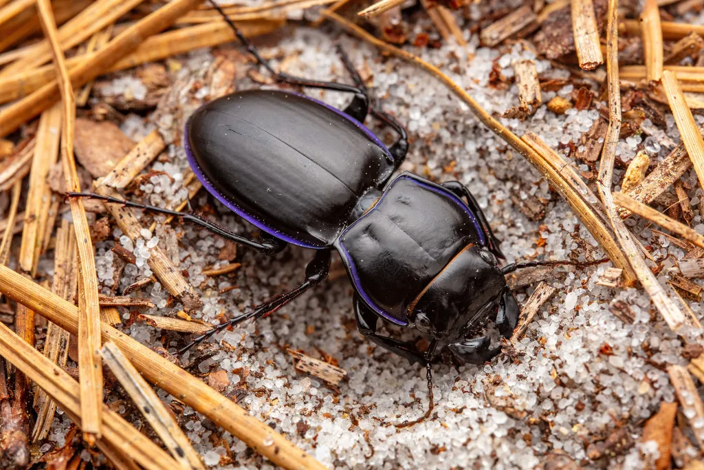 Pasimachus depressus - photo 2