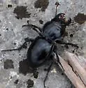 Pasimachus duplicatus