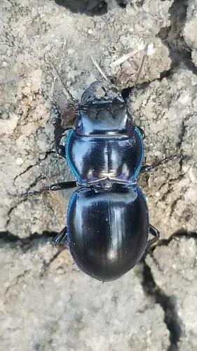 Blue-bordered Pedunculate Ground Beetle