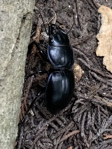 Blue-bordered Pedunculate Ground Beetle - photo 2