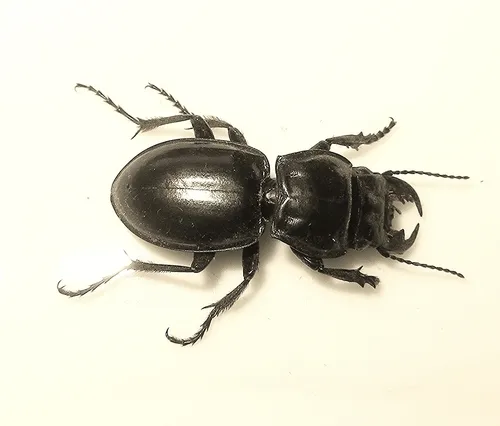 Blue-bordered Pedunculate Ground Beetle - photo 3