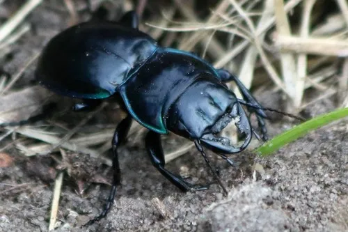 Blue-bordered Pedunculate Ground Beetle - photo 4