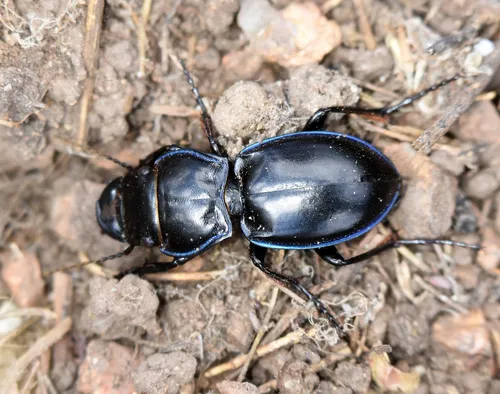 Blue-bordered Pedunculate Ground Beetle - photo 5