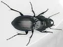 Pasimachus marginatus