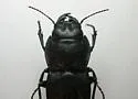 Pasimachus marginatus - photo 2