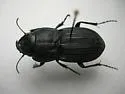 Pasimachus marginatus - photo 3