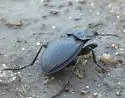 Pasimachus marginatus - photo 4