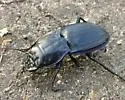 Pasimachus marginatus - photo 5