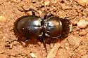 Pasimachus obsoletus - photo 2