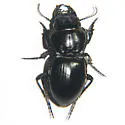 Pasimachus obsoletus - photo 3