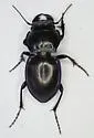 Pasimachus punctulatus - photo 3