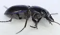 Pasimachus punctulatus - photo 4