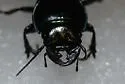 Pasimachus punctulatus - photo 5