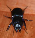 Pasimachus strenuus