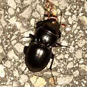 Pasimachus strenuus - photo 4