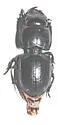 Pasimachus sublaevis - photo 5