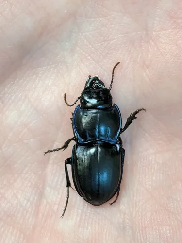 Moderately Sulcate Warrior Beetle - Pasimachus subsulcatus