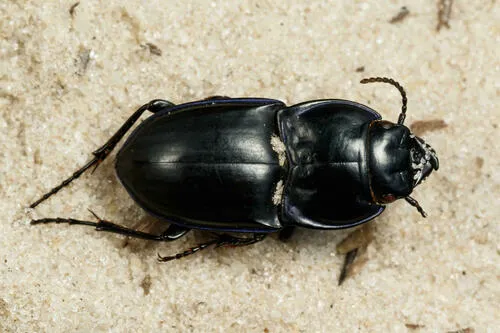 Moderately Sulcate Warrior Beetle - photo 2